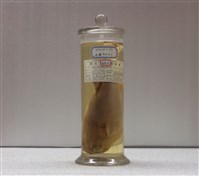 藏品(蟲紋多紀魨)的圖片